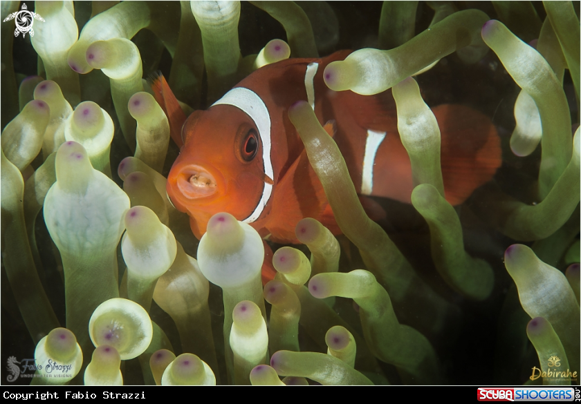 A Clownfish