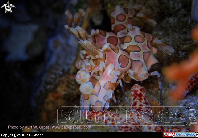 A Harlequin shrimp