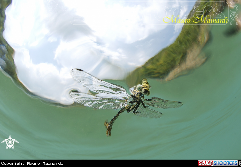 A Dragonfly
