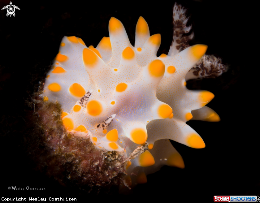 A Nudibranch