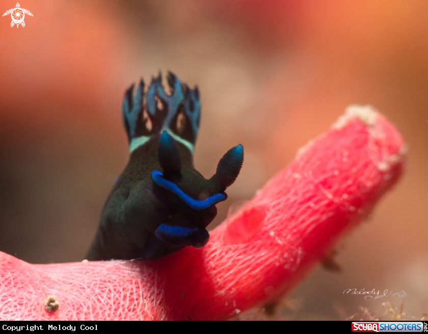 A Nudibranch