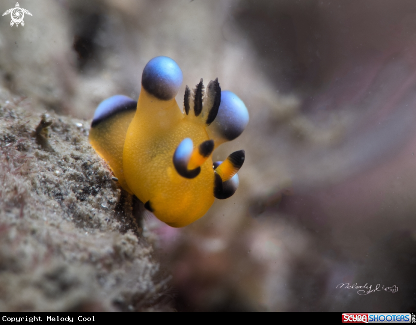 A Nudibranch