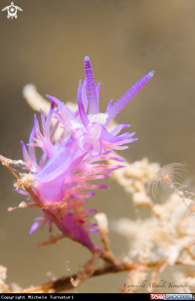 A Flabellina 