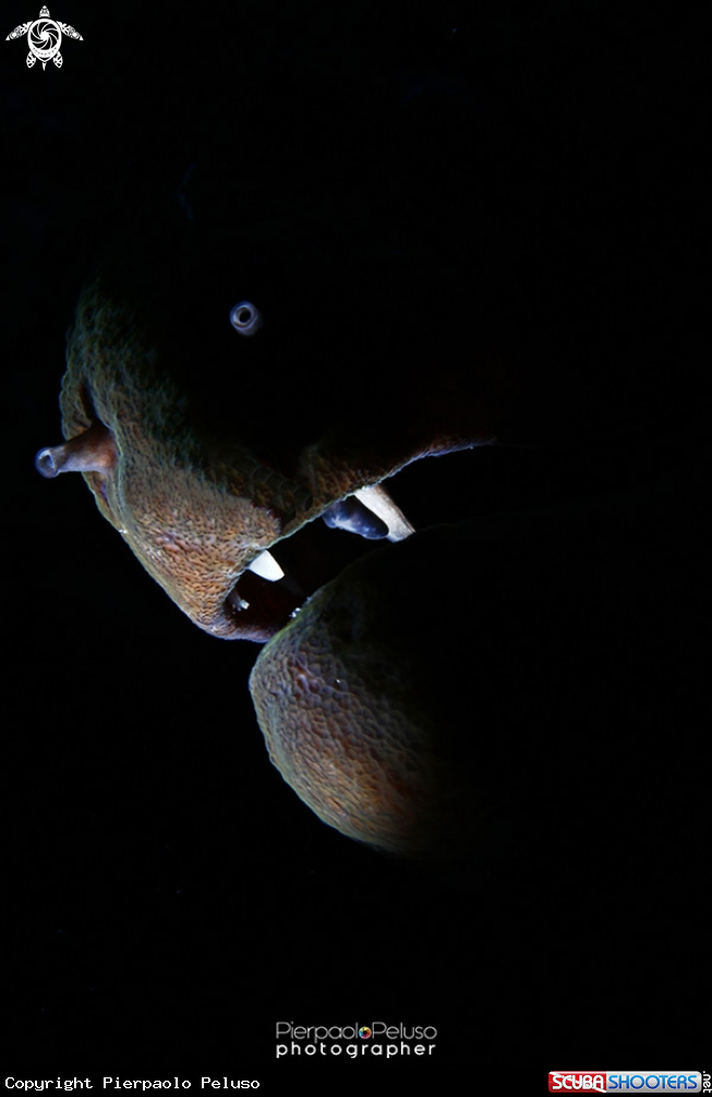 A moray