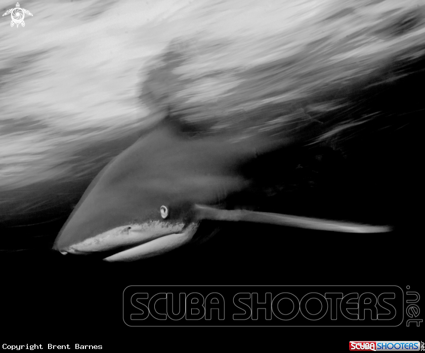 A Oceanic White Tip Shark