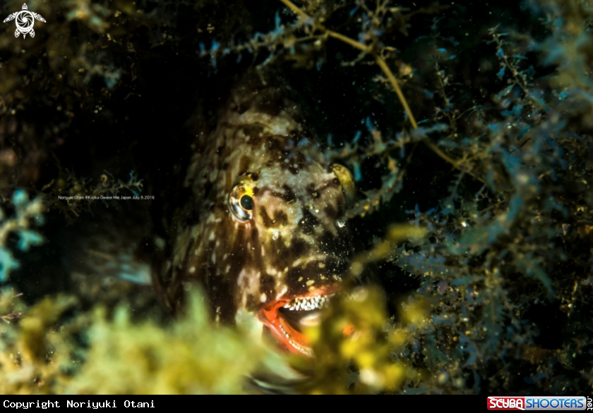 A White-spotted parrotfish