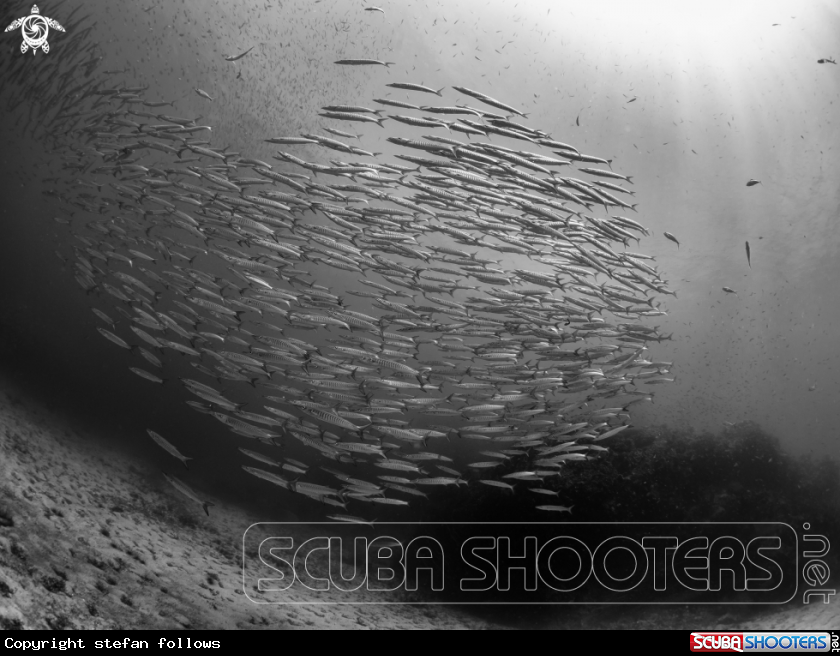 A Chevron Barracuda