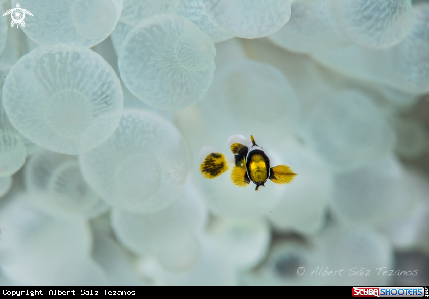 A Clark's anemonefish