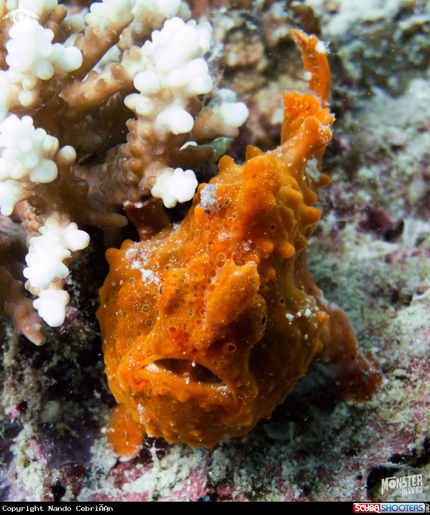 A Frog fish 
