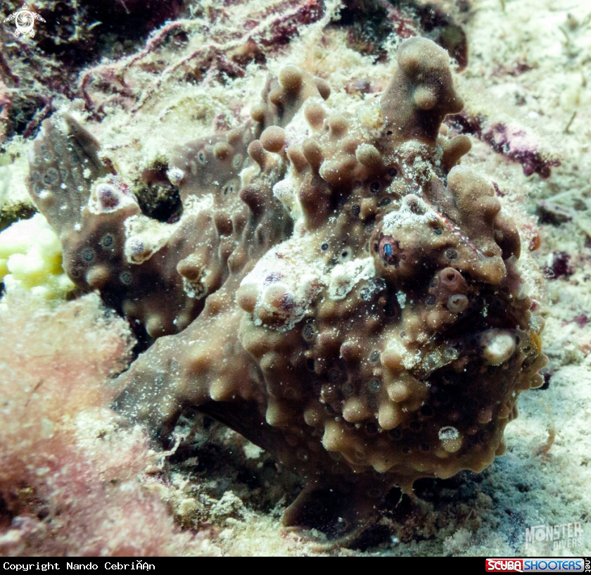 A Frog fish