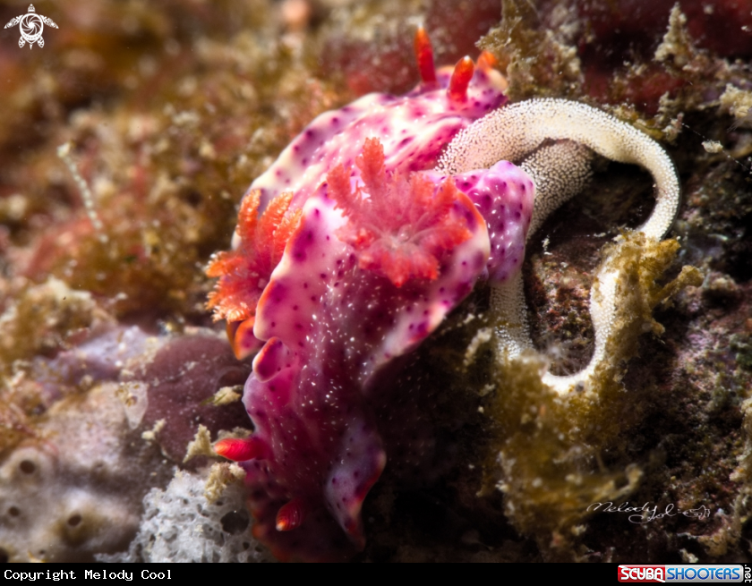 A Nudibranch
