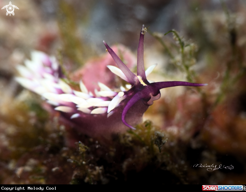 A Nudibranch
