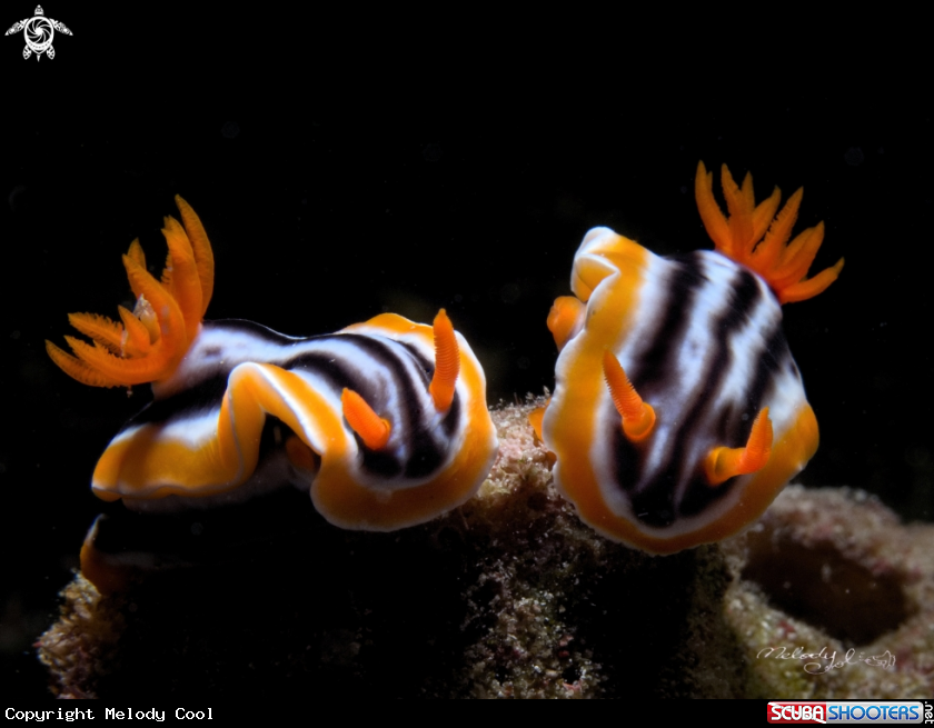 A Nudibranch
