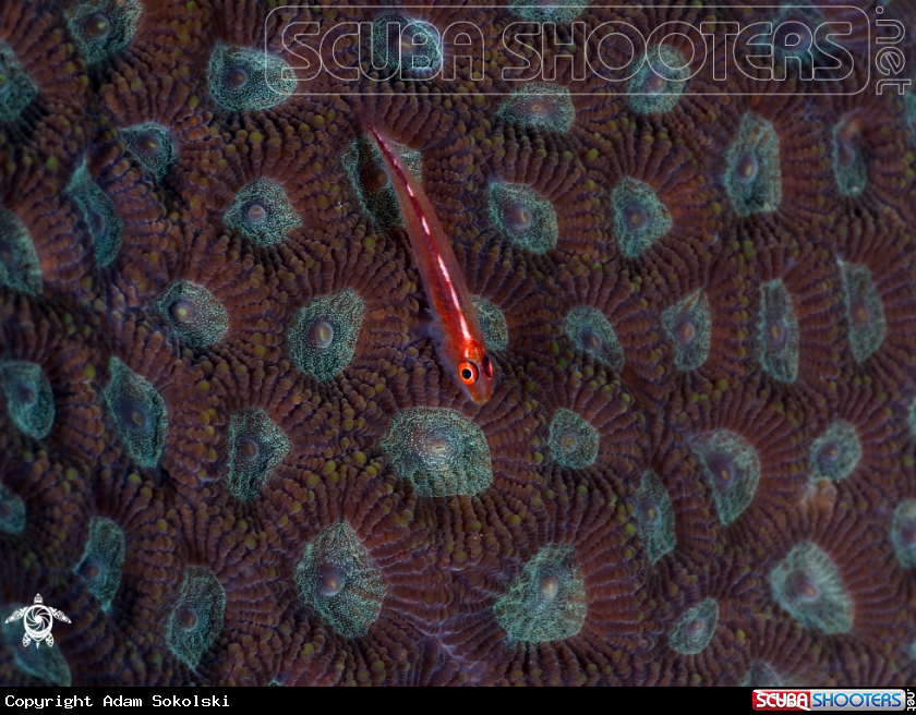 A Goby