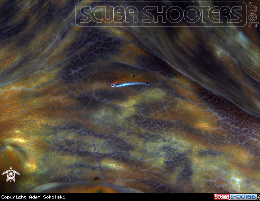 A Fish