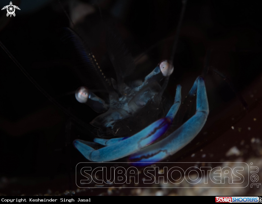 A Cleaner Shrimp