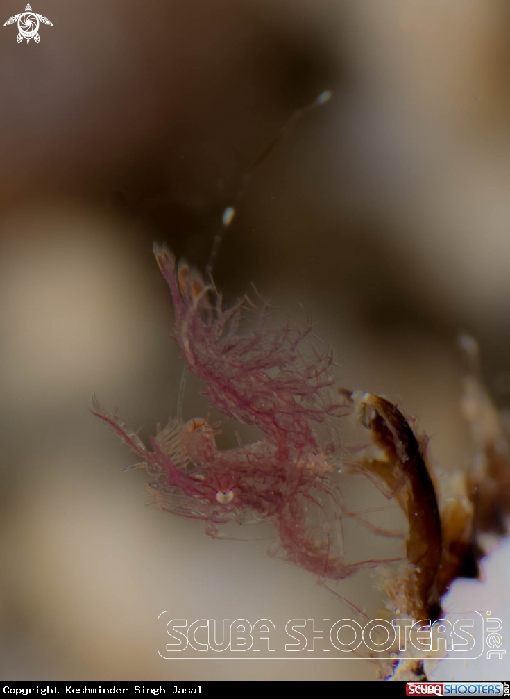 A Juvenile Hairy Shrimp