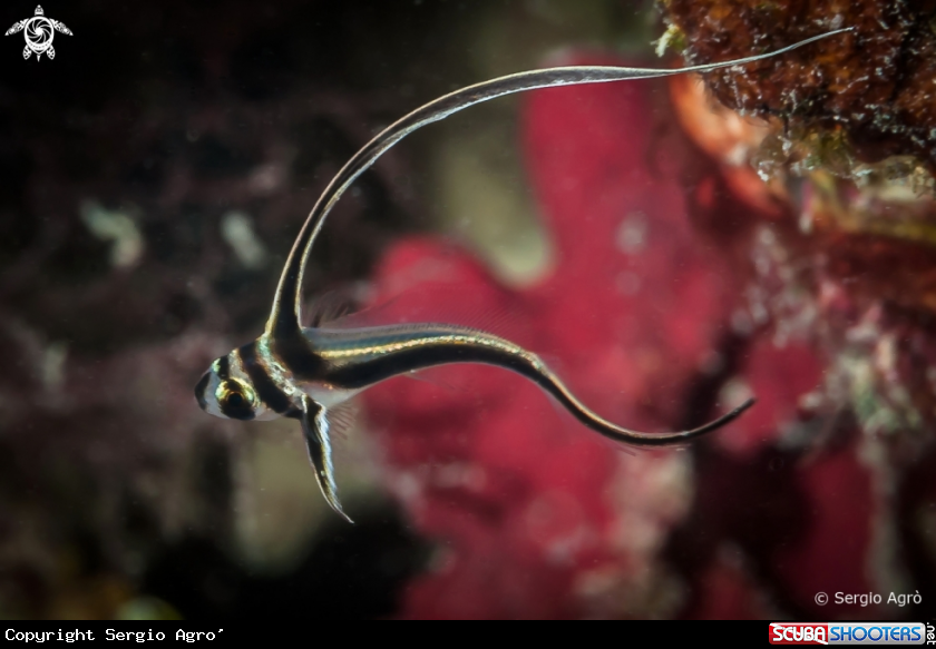 A Spotted Drum Juvenile