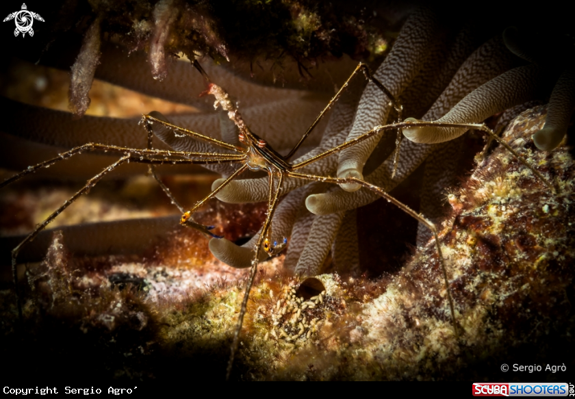 A Yellowline Arrow Crab