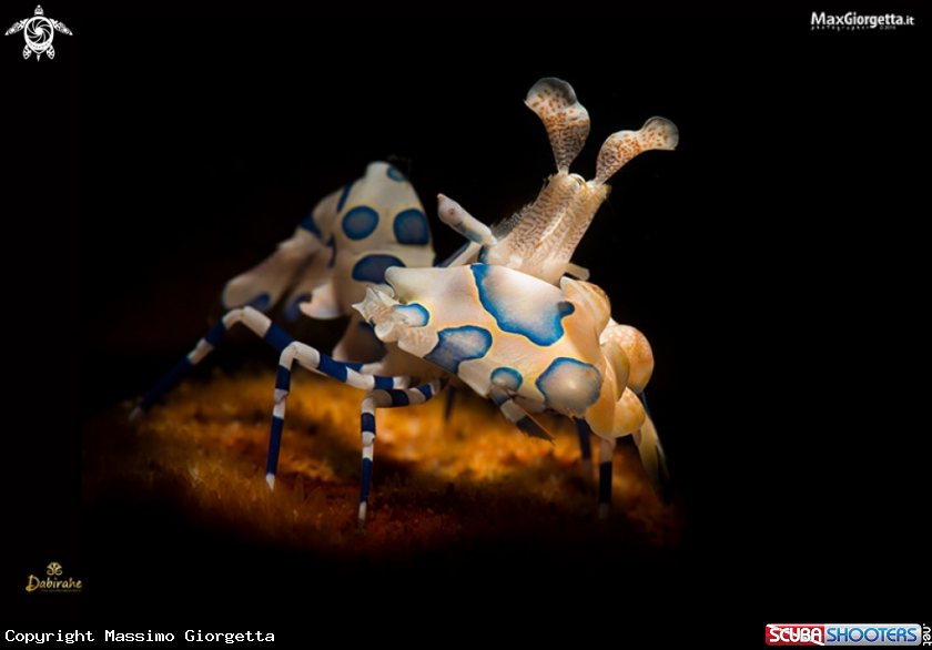 A arlequin shrimp