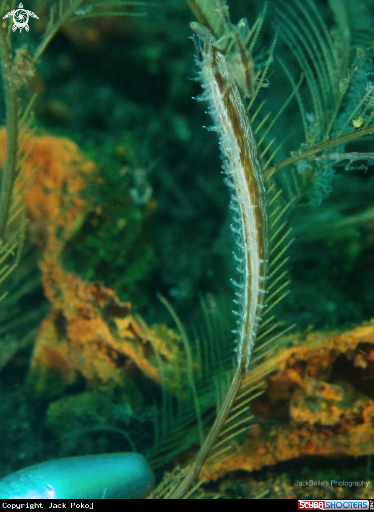 A Lomanotus vermiformis