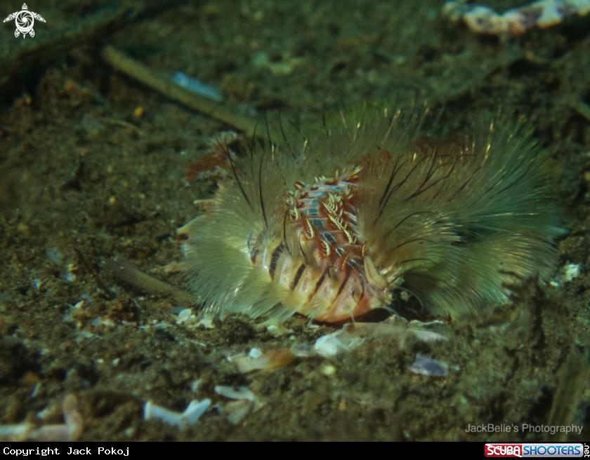 A Bearded Fireworm