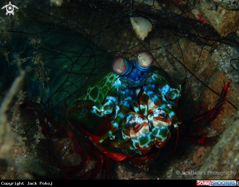A Peacock Mantis Shrimp