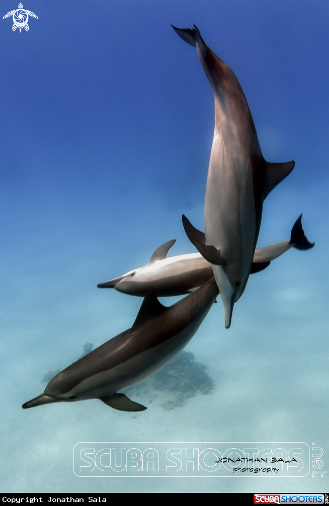 A Dolphin