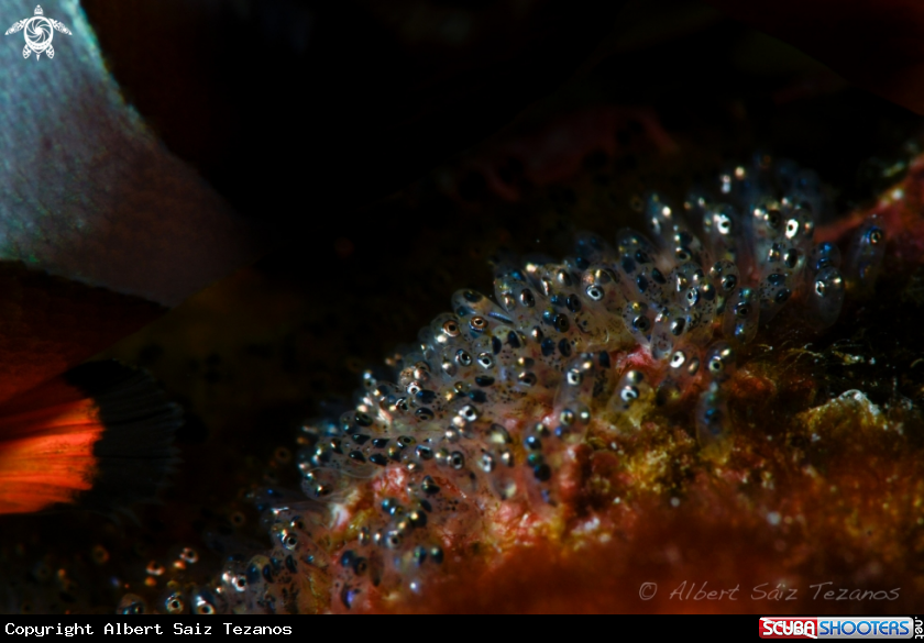 A Clown Fish