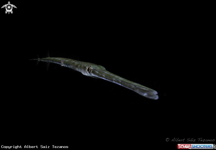 A Smooth Flutemouth