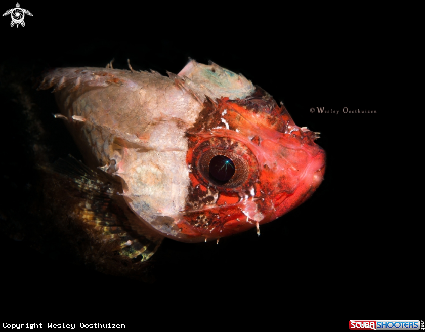 A Lowfin Scorpionfish