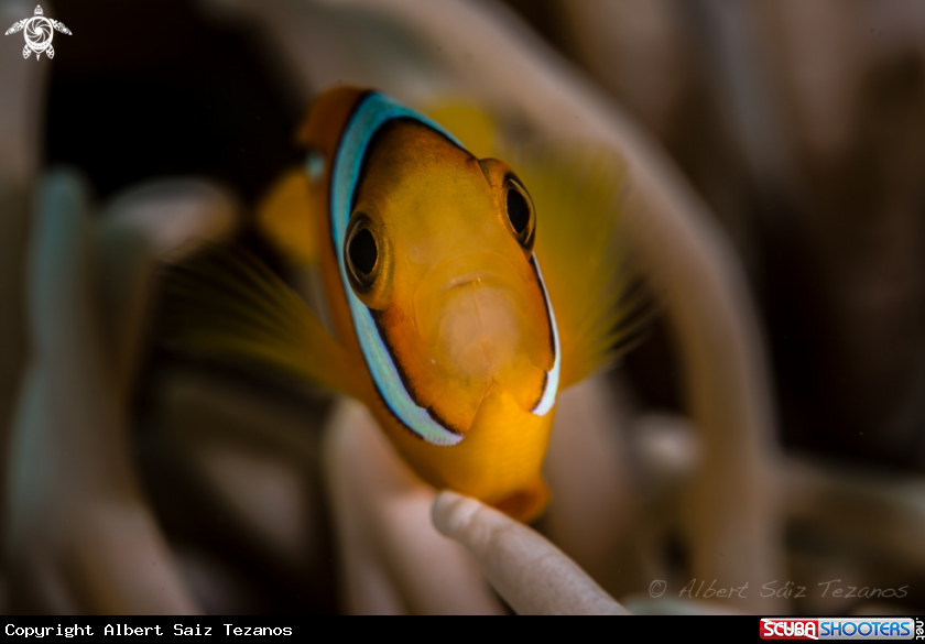 A Clark's anemonefish