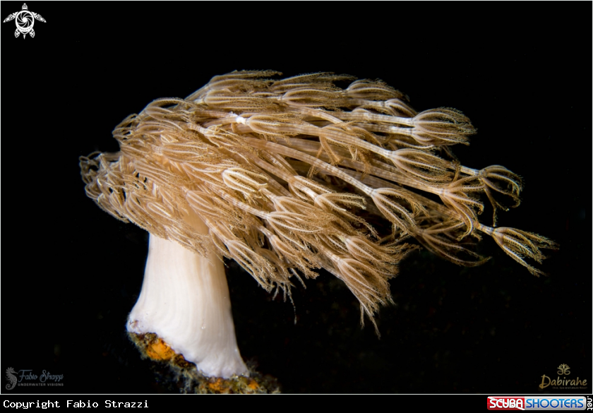 A Soft coral