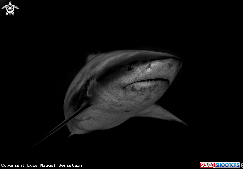 A carcharhinus Leucas
