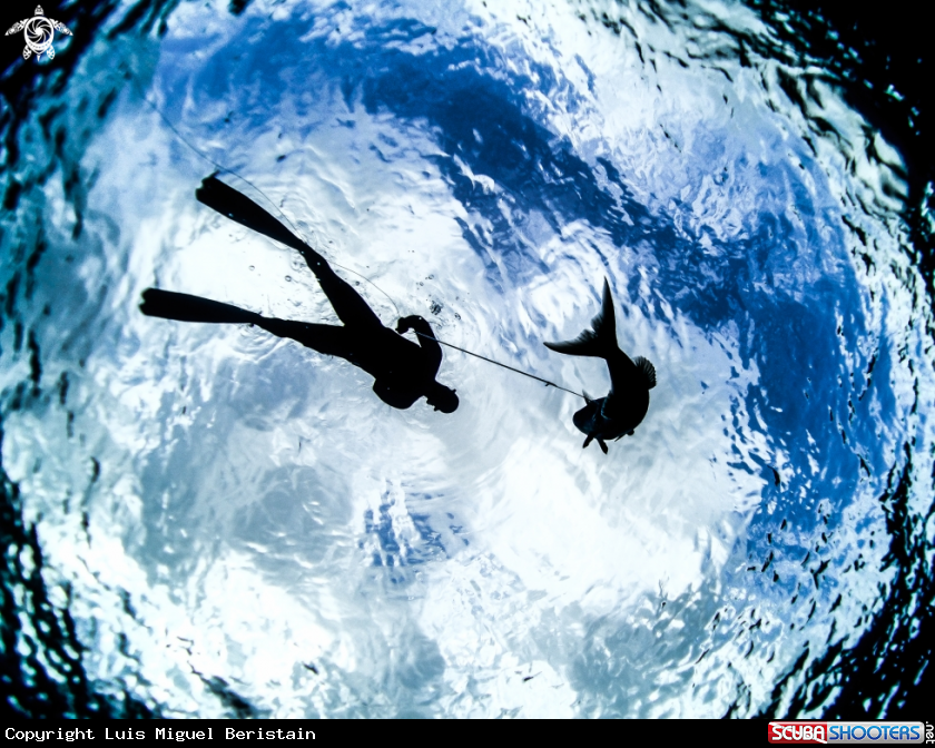 A spearfisherman