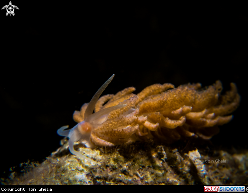 A Nudibranch