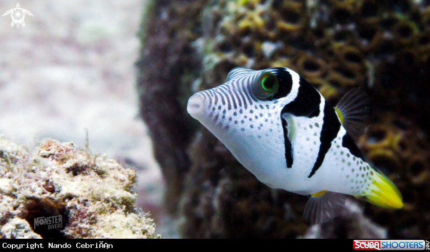 A Mimic filefish 