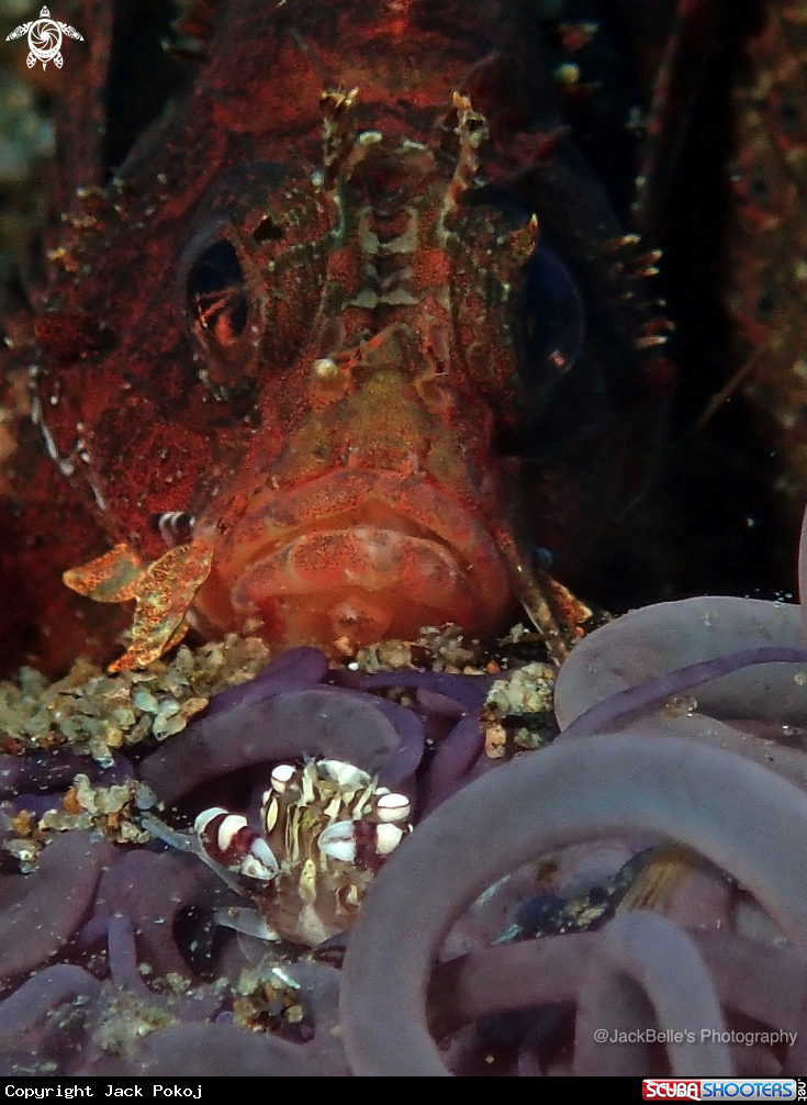 A Harlequin crab