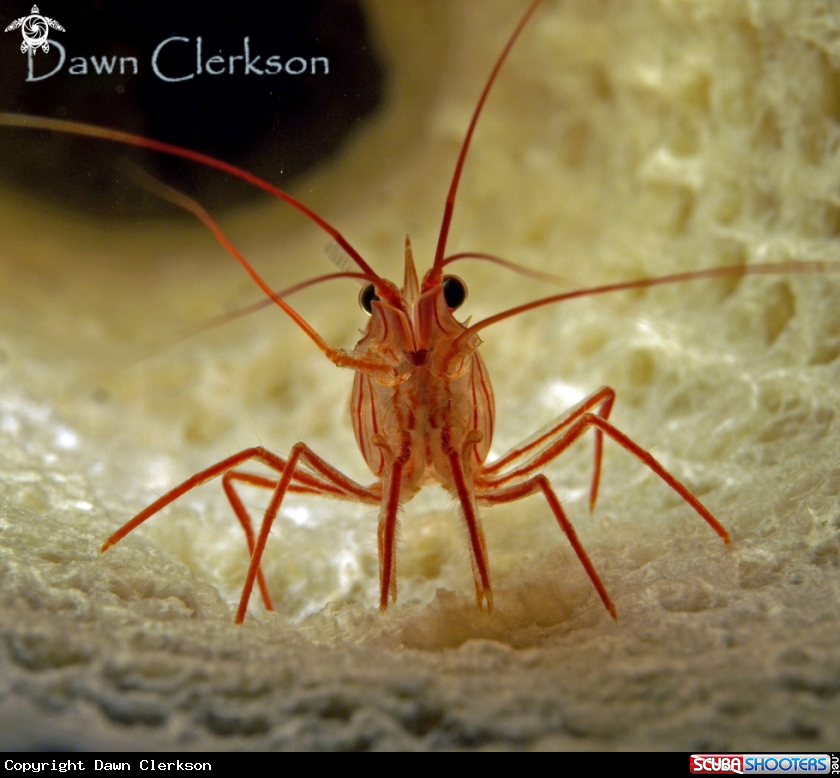 A Peppermint Shrimp
