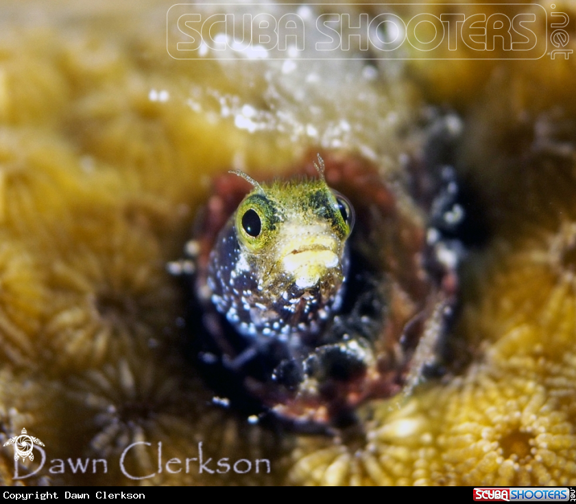A Spineyhead Blenny