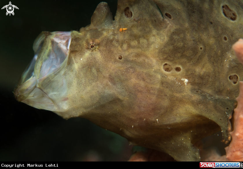 A Frogfish