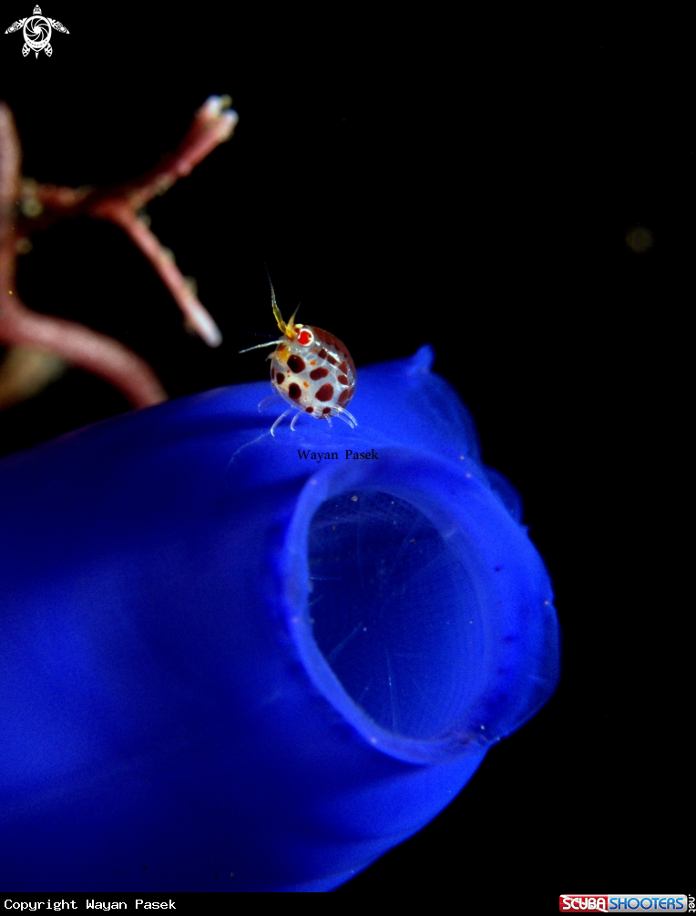 A LADYBUG