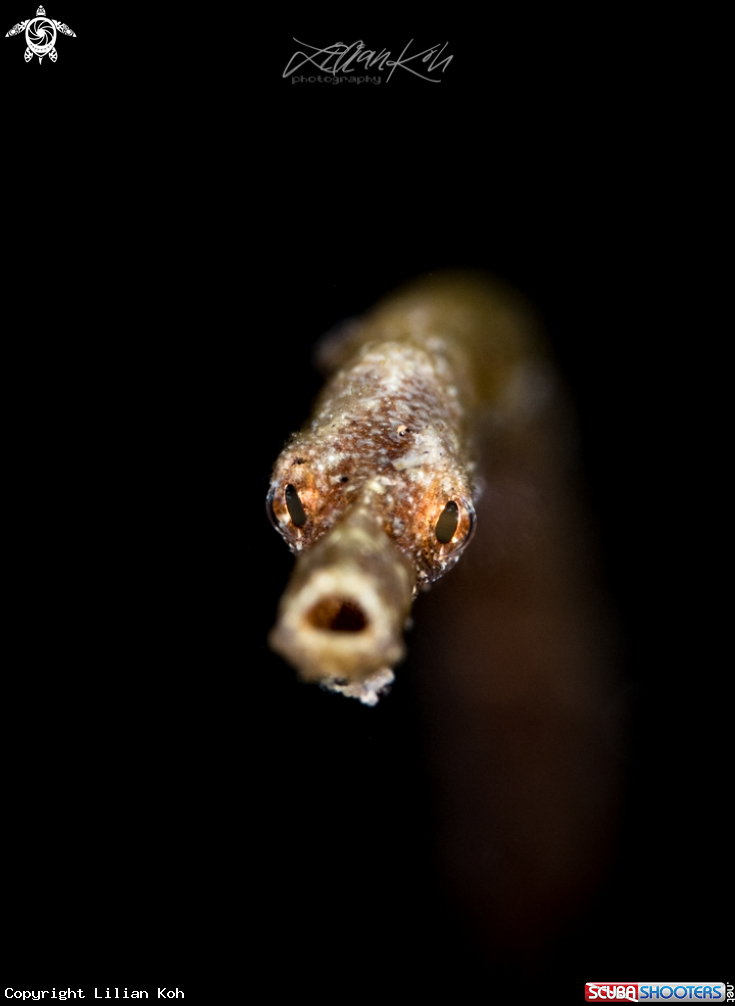 A Pipefish