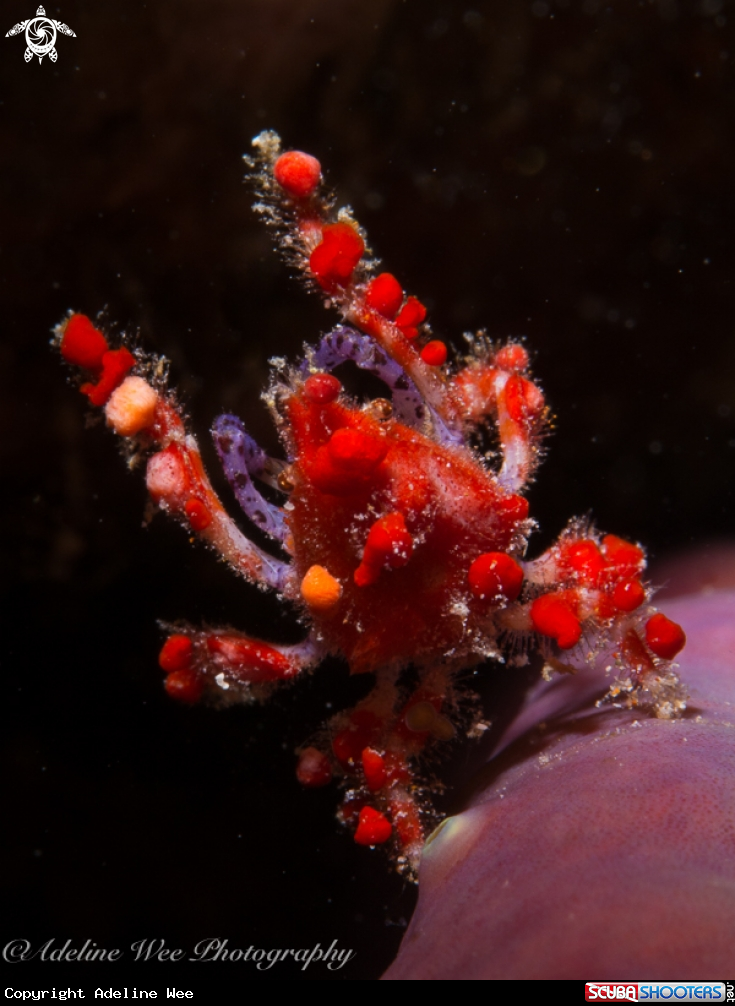 A Cryptic teardrop crab