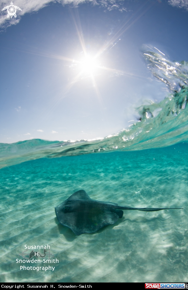 A Stingray