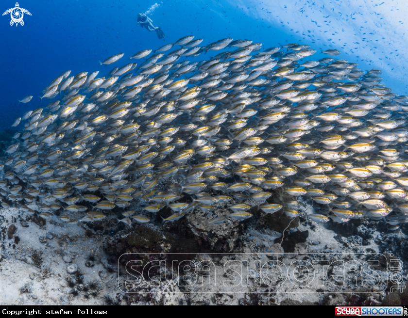 A Oxeye Scad