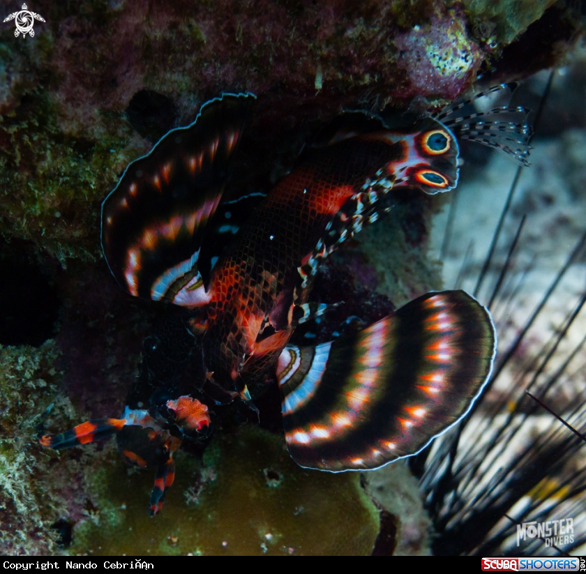 A Twinspot lionfish 