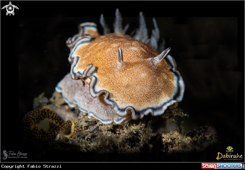 A Nudibranch
