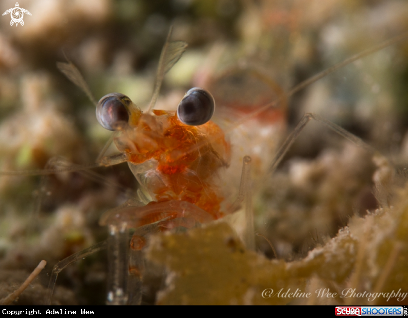 A Velvet shrimp