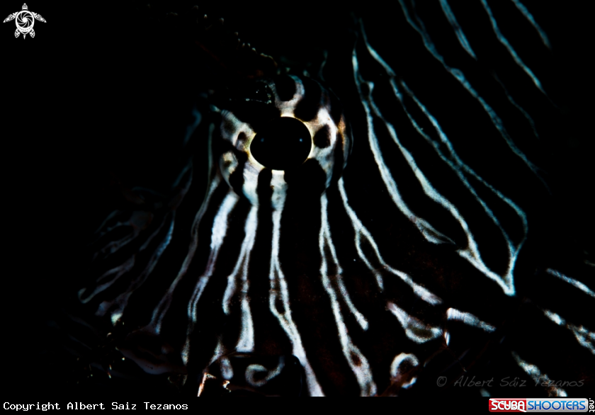 A Lionfish
